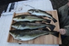 Dorschspaß